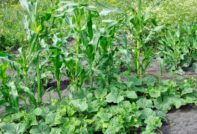 Выращивание огурцы с кукурузой на грядке