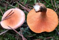 Ложная лисичка