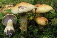 Паутинник жёлтый