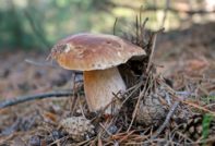 Грибы Ставропольского края