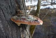 Трутовик окаймленный